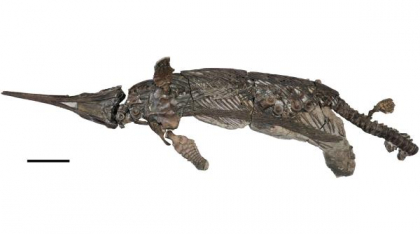 O specie nouă din vremea dinozaurilor a fost descoperită pe Coasta Jurasicului: „Dragonul sabie” ar putea rezolva un mister evolutiv