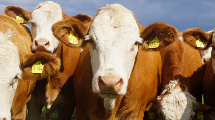 APIA simplifică accesul micilor fermieri la subvenţia de 100 euro/cap de animal. ANSVSA elimină un document de eligibilitate din dosar