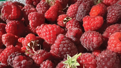 Suprafeţele cultivate cu zmeură, afine şi alune au crescut de până la 17 ori în ultimul deceniu, iar micii producători au ajuns în marile lanţuri de retail. Este şi un rezultat  al accesării fondurilor europene.