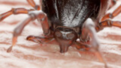 Mușcătura de căpușă - cum o recunoști. Cum se deosebește de înțepăturile altor insecte
