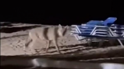 În Grecia, o fetiță a fost mușcată de lup pe plajă. Se juca în nisip, lângă șezlongul părinților