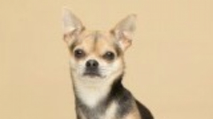 Chihuahua - ghid complet pentru cea mai mică, dar curajoasă rasă de câini. Cum se crește și ce nevoi are