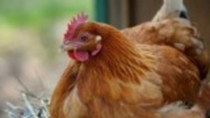 Închirierea unei găini, noua modă pentru a lupta împotriva exploziei preţurilor la ouă în SUA. Cât costă serviciul