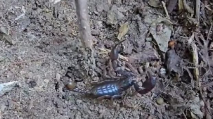 Invazie de scorpioni carpatini în Buzău: ce i-a făcut să iasă agitați de sub stânci și pietre | VIDEO