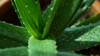 Serul minune din coajă de portocală și aloe vera care îți schimbă pielea peste noapte