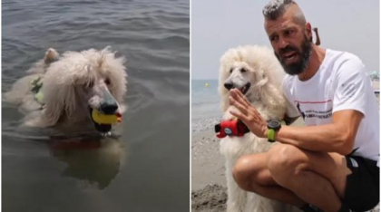 Un pudel e cel mai nou membru al echipei canine de salvare și face senzație pe plaja din Malaga
