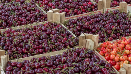 La Ploiești, kilogramul de cireșe costă 25 de lei: „Facem dulceață din fructe exotice”