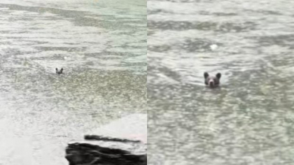 Un urs brun, surprins la scăldat în Râul Olt. Animalul a fost filmat de către șoferii prinși în aglomerație și a devenit viral: „A vrut să evite coloana”