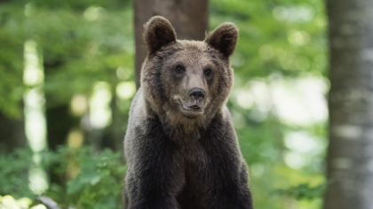 Un urs a fost văzut din nou pe străzile din Sinaia. A fost emis mesaj RO-ALERT