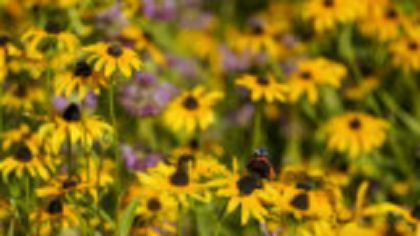 Coreopsis, Ochiul Fetei - cum să înflorească abundent toamna