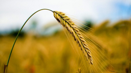 Top 5 avantaje ale utilizării morilor de cereale pentru micii fermieri