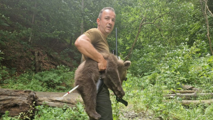 Unul dintre cei trei pui de urs orfani de pe Transfăgărășan a fost găsit în viață. Căutările continuă