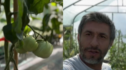 Ce a pățit Dragoș Bucur cu castraveții și roșiile plantate în solar. De dimineață a început munca în grădină: „Este foarte frumos”