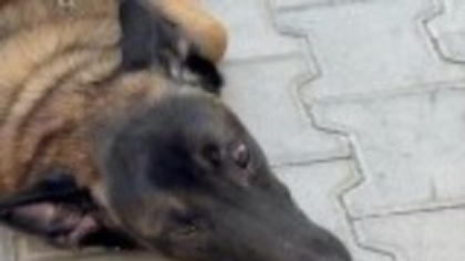 O femeie a fost mușcată de un câine care se plimba alături de stăpân, în centrul Timișoarei. Bărbatul a primit amendă