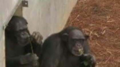 Comportamentele cimpanzeilor sunt asemănătoare cu cele ale oamenilor. Ce au observat cercetătorii în sanctuarele din Africa