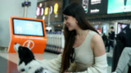 Vești bune pentru iubitorii de animale care zboară cu avionul. Câinii și pisicile pot călători în cabină indiferent de talie