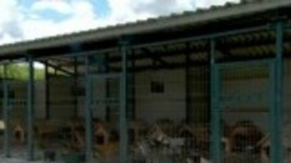 Tot mai mulți români își abandonează animalele. „Sunt aduși înapoi după ce au stat o perioadă în adopție”