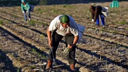 Românii care lucrează în Germania suferă pentru că fermierii nu mai vor să cultive sparanghel și căpșuni. Problemele agricole îi afectează în mod direct