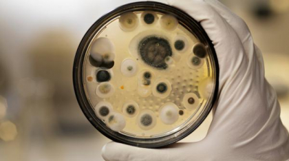 O ciupercă toxică, descoperită în mormântul lui Tutankhamon, ar putea deveni medicament anticancer. Ce este Aspergillus
