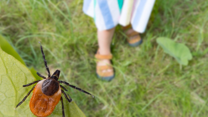 Trucul simplu care te scapă definitiv de căpușe și țânțari. Nu vei mai avea probleme cu aceste insecte