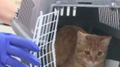 Tot mai multe animale de companie suferă de alergii. Tratamentele pot costa peste 1.000 de lei pe lună