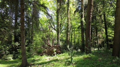 Orașul din România ce va avea prima pădure-parc din țară. Spațiul natural va fi întins pe mii de hectare