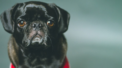 De ce simt animalele când urmează cutremure sau alte dezastre naturale. Ce percep la nivelul pământului, de fapt