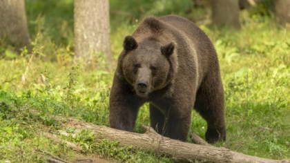 Un urs a produs teroare în Bihor, după ce a trecut printr-un gard electric și a mâncat un vițel de 400 de kilograme. În ce direcție se îndreaptă