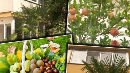 Fructe exotice cultivate în România. În viitorul apropiat, vom putea cultiva în propriile grădini sau balcoane banane, curmale sau rodii