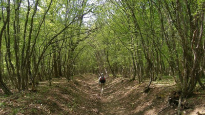 Un animal misterios a fost văzut nu foarte departe de România. Autoritățile din Bulgaria sunt în alertă și au închis Parcul Natural Shumen