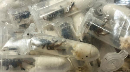 Captură șocantă în aeroport: Vameșii germani au găsit peste 1.500 de tarantule ascunse în cutii de prăjituri