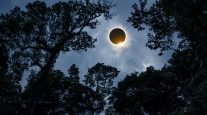 Înainte de o eclipsă solară, copacii „vorbesc” între ei. Un nou studiu arată cum arborii bătrâni trimit informații către cei tineri