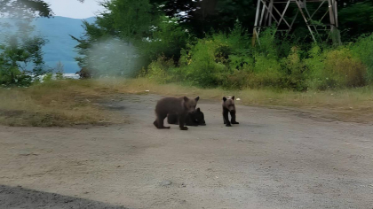 Cei trei pui ai ursoaicei ucise pe Transfăgărășan nu au fost încă găsiți