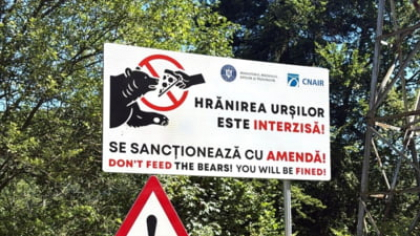Reacția Romsilva după ce un motociclist a fost ucis de urs pe Transfăgărășan: ”Populație de 112 urși, față de un număr optim estimat de 25”