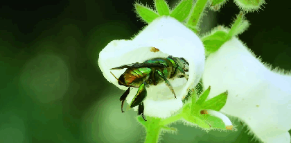 Biologii au descoperit un grup de albine orhidee cu un comportament foarte neobișnuit