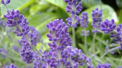 Scapă de furnici, țânțari și păianjeni! Plante și flori care alungă insectele din casa ta
