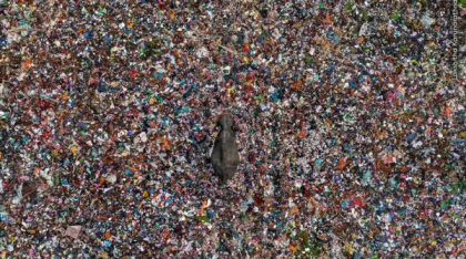 Imagine incredibilă cu un elefan rătăcind printre tone de gunoaie. 60.000 de fotografii la „Wildlife Photographer of the Year 2025”