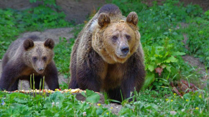 Alertă RO-Alert la Câmpulung. Autoritățile intervin după ce un urs a fost zărit în oraș