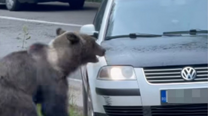 Imagini revoltătoare pe Transfăgărășan: un individ încearcă să lovească un urs cu mașina. Autorul a fost identificat de polițiști