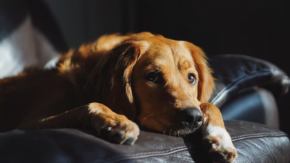 Adio cală pentru animalele de companie! Câinii și pisicile mari vor zbura alături de stăpâni