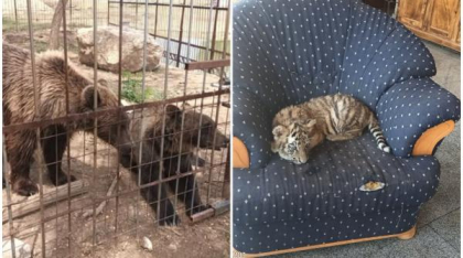 Un bărbat din Dâmbovița și-a făcut zoo ilegal în curte, cu pui de tigru, urși și maimuțe. Garda de Mediu s-a dus peste el