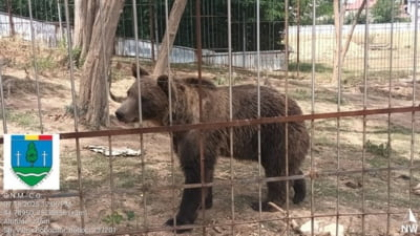 Grădină zoo ilegală, în România. Proprietarul ținea lei și urși în cuști. Cât cerea pe bilet VIDEO