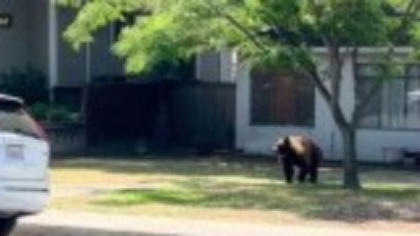 Un câine din California a devenit erou, după ce un urs a intrat prin „efracție” în casa stăpânilor lui. Ce a făcut patrupedul