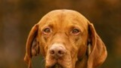 Vizsla - ce trebuie să știi despre această rasă de câini. De la hrană până la exerciții fizice și probleme de sănătate comune