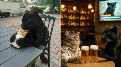 Festival de meme-uri pe internet cu pantera neagră în România: Felina ba mănâncă o șaorma la terasă, ba duce sticle la reciclat