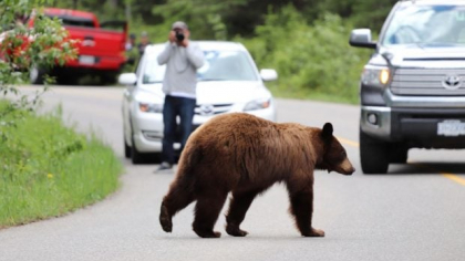 Un urs a intrat în curtea Mănăstirii Sinaia, turiștii speriați au alertat Jandarmeria