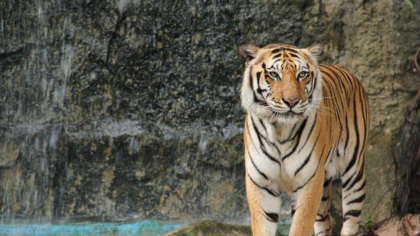 Angajată a unei grădini zoologice, atacată de un tigru, în timp ce curăţa cuşca animalului