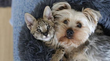 Primăria Cluj își deschide porțile pentru animalele de companie. Ce reguli trebuie să respecte proprietarii necuvântătoarelor