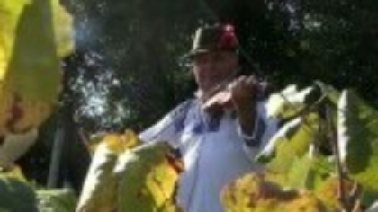 Culesul strugurilor e prilej de sărbătoare în comuna Tupilați, Neamț. Violonistul Costel Tudorache a acompaniat sătenii