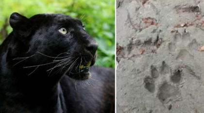Localnicii din Giurgiu nu se tem de pantera neagră venită din Bulgaria: "Oare câți ani are? Mi-ar plăcea să văd felina aceasta"